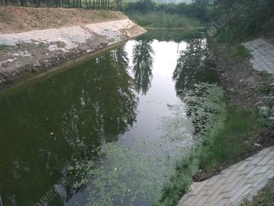 野釣天堂郎營溝 不須打窩，盡享自然之趣